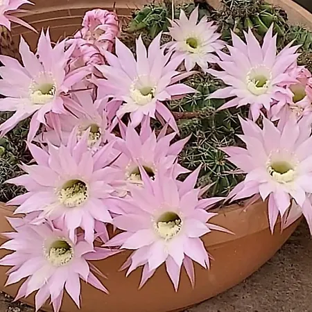 Appartamento Diogenis Ground Lefkas